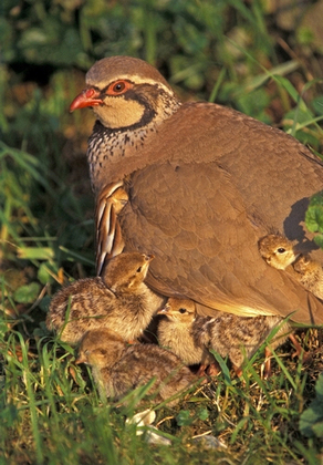 Redleg Partridge with Chicks DM0571